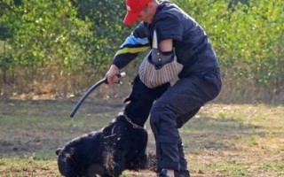 "Кубок АльКор - 2014" 